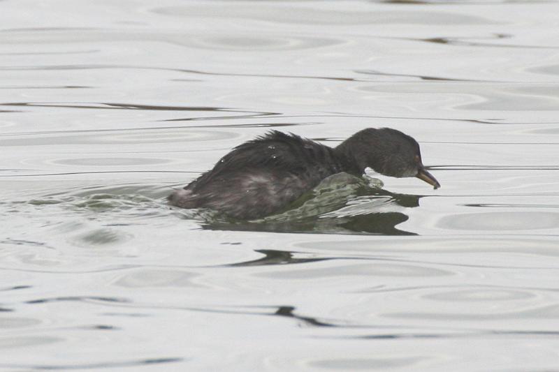 Least Grebe 011709 022.jpg